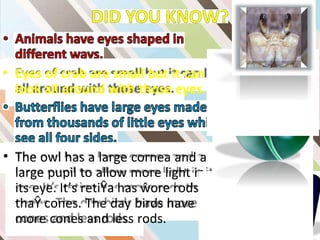 • Eyes of crab are small but it can
look all around with those eyes.
• The owl has a large cornea and a
large pupil to allow more light in
its eye. It’s retiŶa has ŵore rods
thaŶ cones. The day birds have
more cones and less rods.
