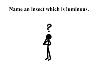 Name an insect which is luminous.
 