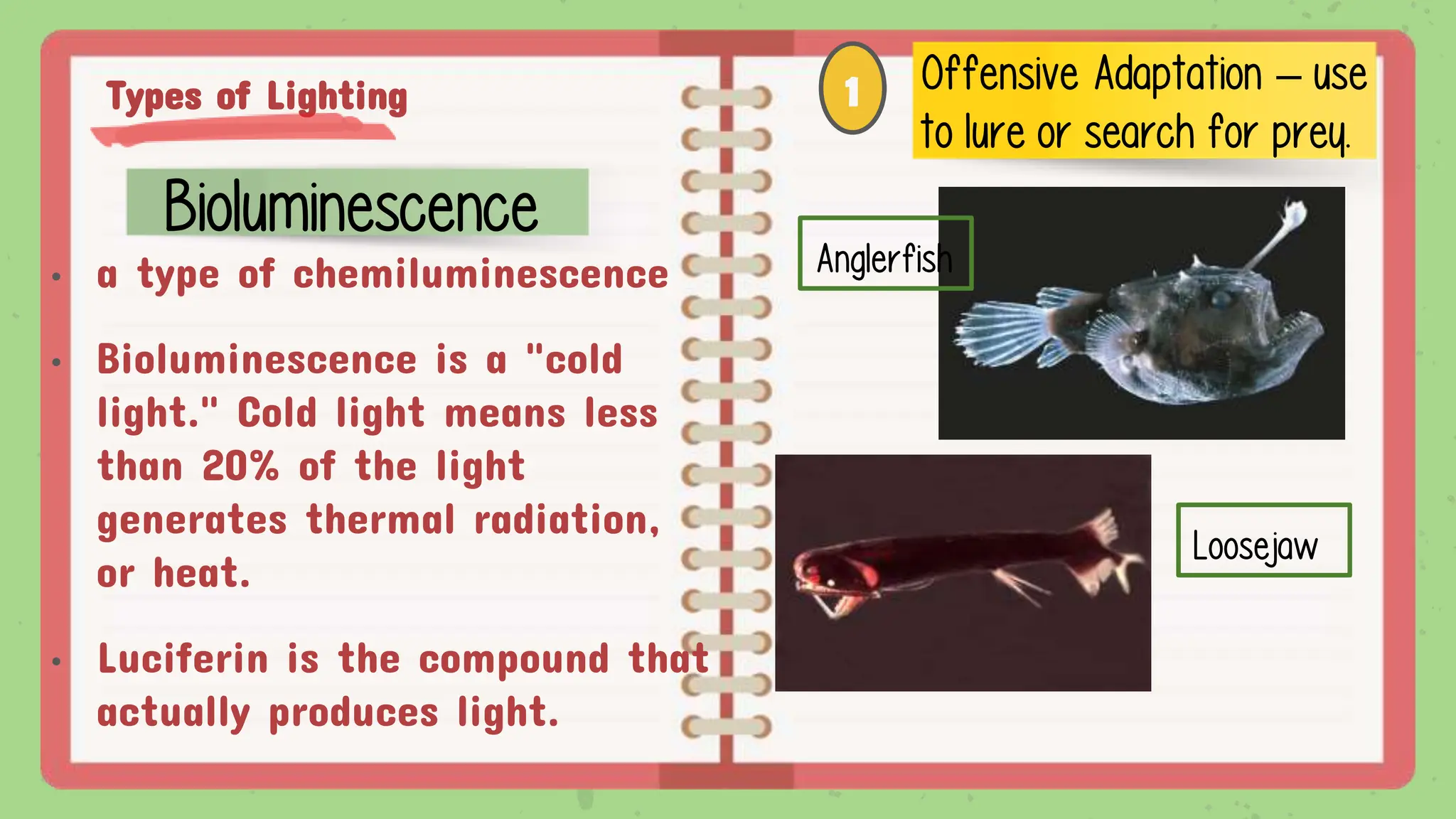 Types of Lighting
• a type of chemiluminescence
• Bioluminescence is a "cold
light." Cold light means less
than 20% of the light
generates thermal radiation,
or heat.
• Luciferin is the compound that
actually produces light.
Bioluminescence
Offensive Adaptation – use
to lure or search for prey.
1
Anglerfish
Loosejaw
 