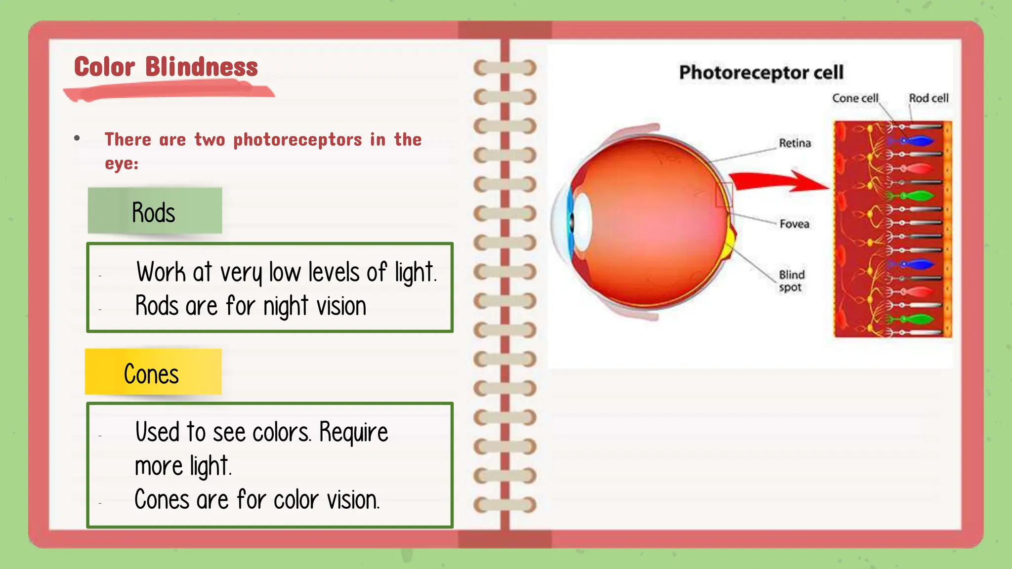 Color Blindness
• There are two photoreceptors in the
eye:
Rods
Cones
- Work at very low levels of light.
- Rods are for night vision
- Used to see colors. Require
more light.
- Cones are for color vision.
 