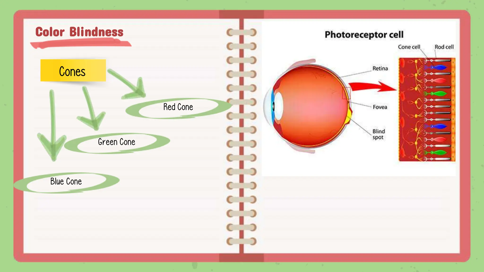 Color Blindness
Cones
Blue Cone
Green Cone
Red Cone
 
