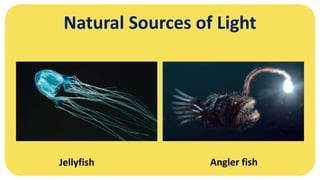 Natural Sources of Light
Jellyfish Angler fish
 