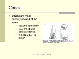 Cones
 Cones are most
  densely packed at the
  fovea
         150,000 cones/mm2
         Only 4% of total
          cones are foveal
         Total Number: 6
          million




                     Gauri S. Shrestha, M.Optom, FIACLE
 