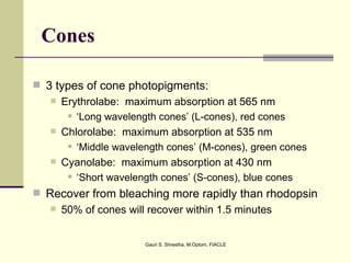 Cones

 3 types of cone photopigments:
    Erythrolabe: maximum absorption at 565 nm
       ‘Long wavelength cones’ (L-cones), red cones

    Chlorolabe: maximum absorption at 535 nm
       ‘Middle wavelength cones’ (M-cones), green cones

    Cyanolabe: maximum absorption at 430 nm
       ‘Short wavelength cones’ (S-cones), blue cones


 Recover from bleaching more rapidly than rhodopsin
      50% of cones will recover within 1.5 minutes


                        Gauri S. Shrestha, M.Optom, FIACLE
 