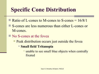 Specific Cone Distribution
 Ratio of L-cones to M-cones to S-cones = 16/8/1
 S-cones are less numerous than either L-cones or
  M-cones.
 No S-cones at the fovea
      Peak distribution occurs just outside the fovea
         Small field Tritanopia

            unable to see small blue objects when centrally
             fixated


                        Gauri S. Shrestha, M.Optom, FIACLE
 