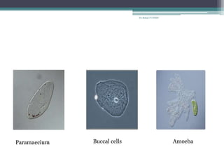 Paramaecium Buccal cells Amoeba
Dr.Balaji P CHMC
 