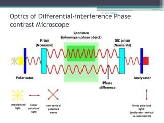 Optics of Differential-interference Phase
contrast Microscope
Dr.Balaji P CHMC
 