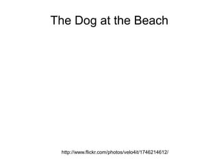 The Dog at the Beach




 http://www.flickr.com/photos/velo4it/1746214612/
 