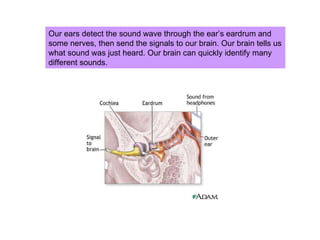 Our ears detect the sound wave through the ear’s eardrum and some nerves, then send the signals to our brain. Our brain tells us what sound was just heard. Our brain can quickly identify many different sounds.  