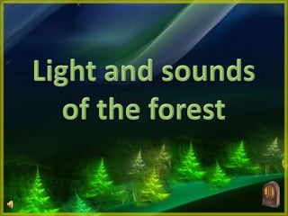 Light and sounds of the forest 
