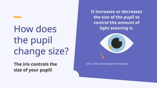 How does
the pupil
change size?
The iris controls the
size of your pupil!
It increases or decreases
the size of the pupil to
control the amount of
light entering it.
Iris is the colored part of the eye.
 