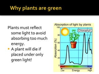 Plants must reflect some light to avoid absorbing too much energy. A plant will die if placed under only green light! 