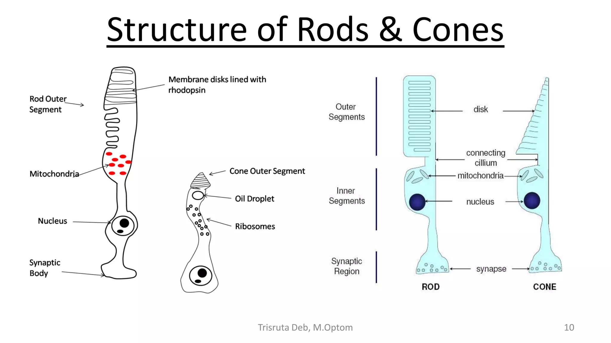Structure of Rods & Cones
Trisruta Deb, M.Optom 10
 