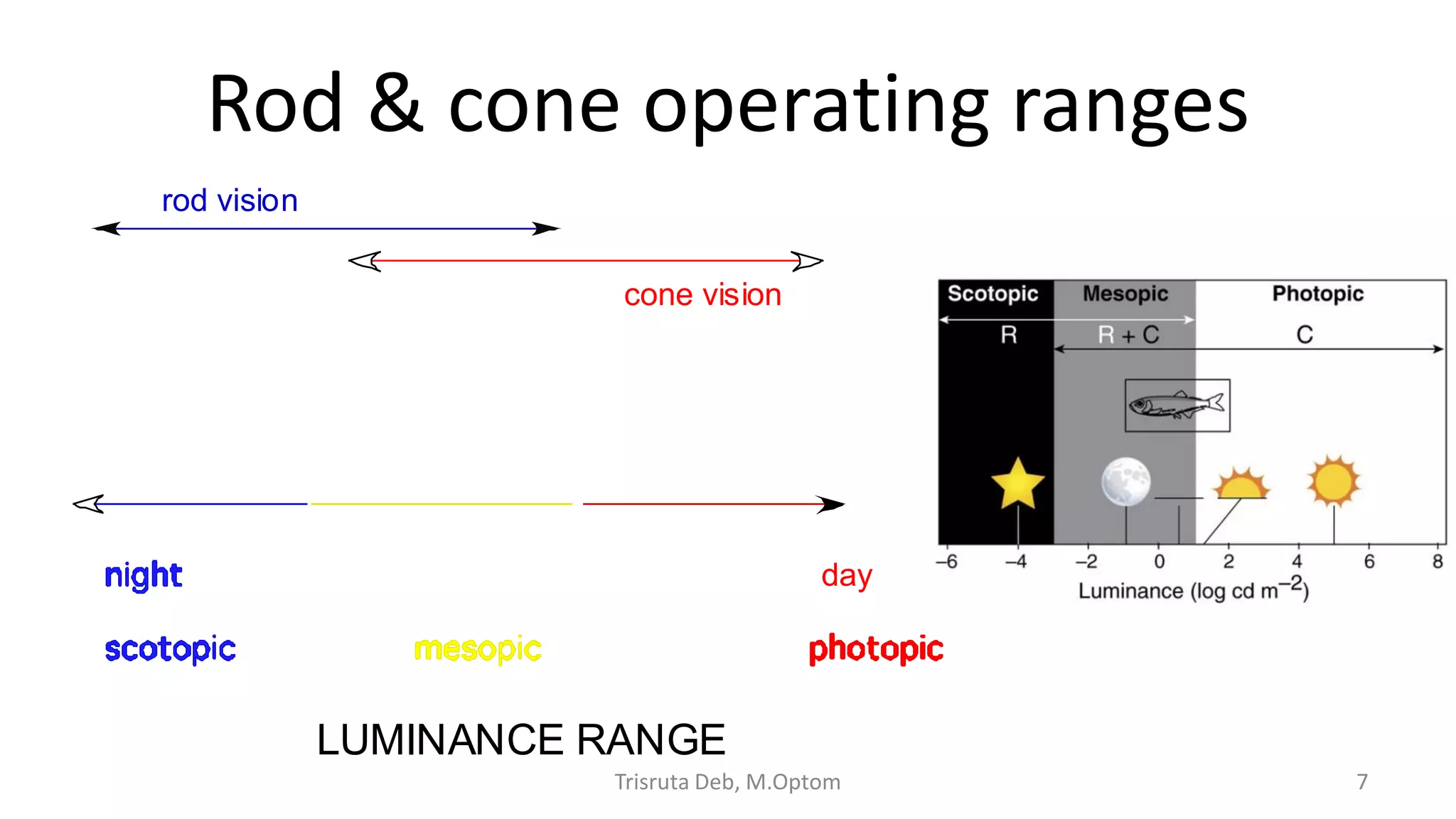 Rod & cone operating ranges
Trisruta Deb, M.Optom 7
cone vision
day
LUMINANCE RANGE
rod vision
 