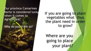If you are going to plant
vegetables what thus
the plant need in order
to grow?
Where are you
going to place
your plant?
Our province Camarines
Norte is considered lucky
when it comes to
Agriculture?
Why do you think so?
 