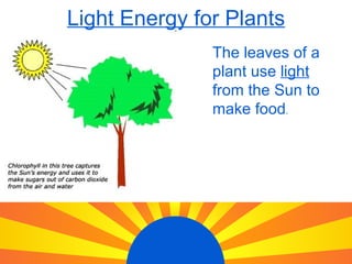 Light Energy for Plants The leaves of a plant use light from the Sun to make food .
