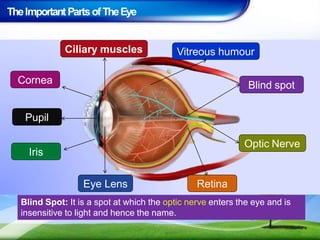 TheImportant PartsofTheEye
Blind Spot: It is a spot at which the optic nerve enters the eye and is
insensitive to light and hence the name.
Cornea
Iris
Pupil
Ciliary muscles
Eye Lens Retina
Vitreous humour
Blind spot
Optic Nerve
 