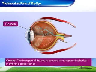 TheImportant PartsofTheEye
Cornea: The front part of the eye is covered by transparent spherical
membrane called cornea.
Cornea
 