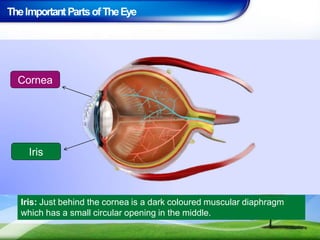 TheImportant PartsofTheEye
Iris: Just behind the cornea is a dark coloured muscular diaphragm
which has a small circular opening in the middle.
Cornea
Iris
 