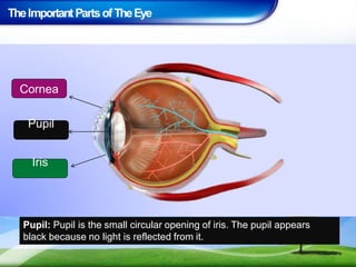 TheImportant PartsofTheEye
Pupil: Pupil is the small circular opening of iris. The pupil appears
black because no light is reflected from it.
Cornea
Pupil
Iris
 