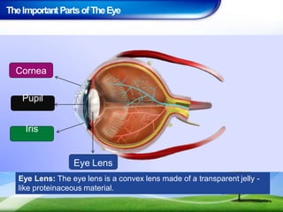 TheImportant PartsofTheEye
Eye Lens: The eye lens is a convex lens made of a transparent jelly -
like proteinaceous material.
Cornea
Pupil
Iris
Eye Lens
 