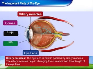 TheImportant PartsofTheEye
Ciliary muscles: The eye lens is held in position by ciliary muscles.
The ciliary muscles help in changing the curvature and focal length of
the eye lens.
Ciliary muscles
Cornea
Pupil
Iris
Eye Lens
 