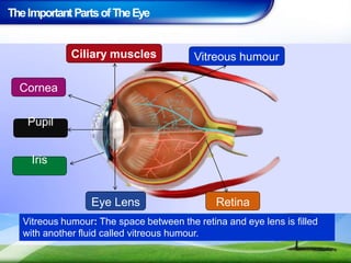 TheImportant PartsofTheEye
Vitreous humour: The space between the retina and eye lens is filled
with another fluid called vitreous humour.
Ciliary muscles
Cornea
Pupil
Iris
Eye Lens Retina
Vitreous humour
 