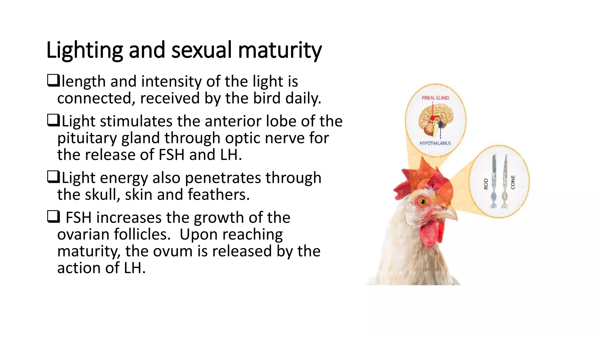 Lighting and sexual maturity
length and intensity of the light is
connected, received by the bird daily.
Light stimulates the anterior lobe of the
pituitary gland through optic nerve for
the release of FSH and LH.
Light energy also penetrates through
the skull, skin and feathers.
 FSH increases the growth of the
ovarian follicles. Upon reaching
maturity, the ovum is released by the
action of LH.
 