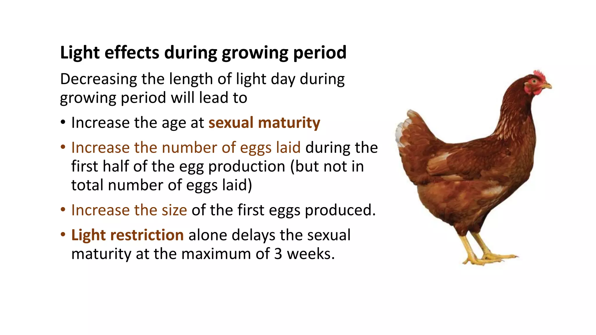 Light effects during growing period
Decreasing the length of light day during
growing period will lead to
• Increase the age at sexual maturity
• Increase the number of eggs laid during the
first half of the egg production (but not in
total number of eggs laid)
• Increase the size of the first eggs produced.
• Light restriction alone delays the sexual
maturity at the maximum of 3 weeks.
 