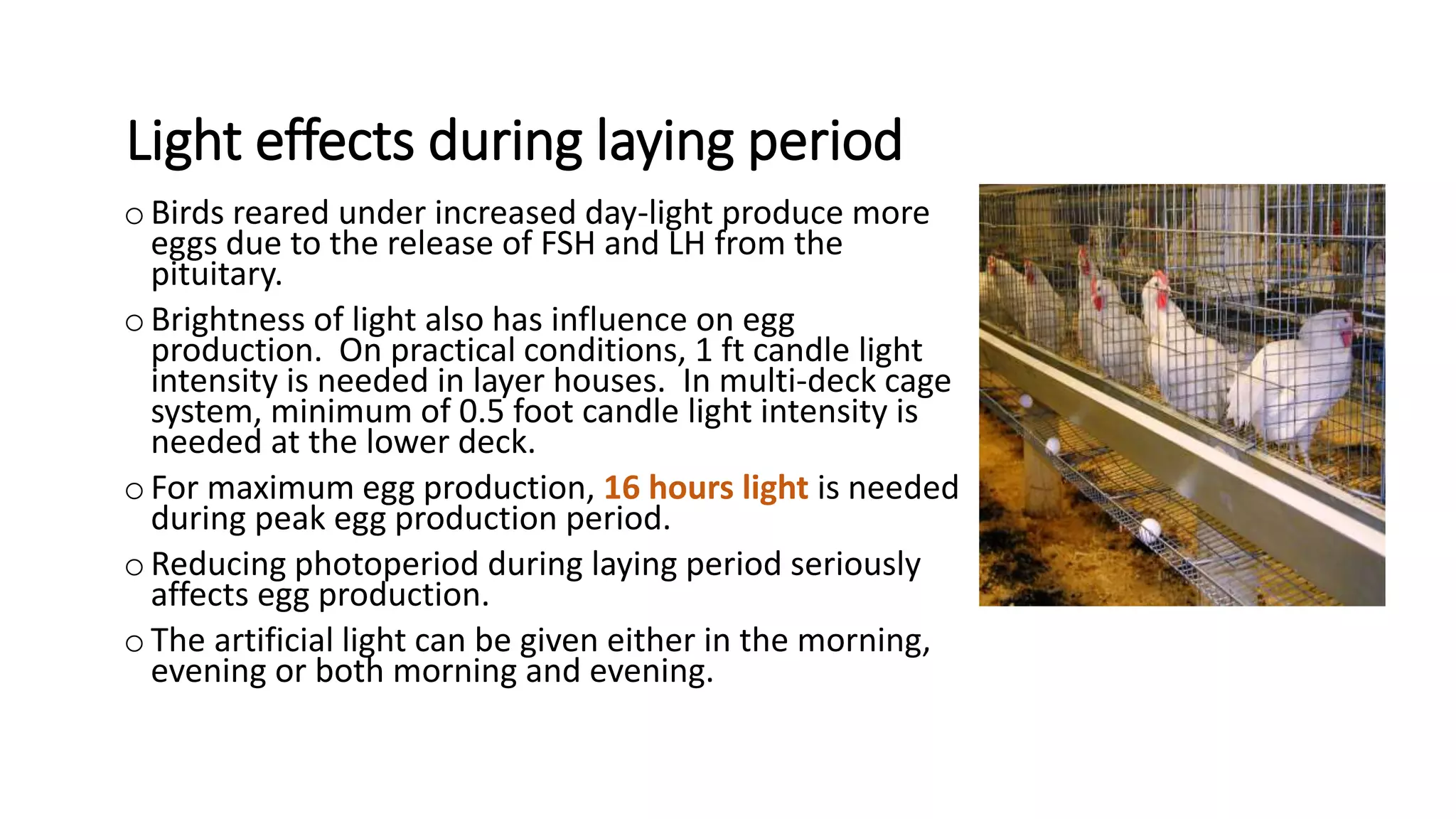 Light effects during laying period
o Birds reared under increased day-light produce more
eggs due to the release of FSH and LH from the
pituitary.
o Brightness of light also has influence on egg
production. On practical conditions, 1 ft candle light
intensity is needed in layer houses. In multi-deck cage
system, minimum of 0.5 foot candle light intensity is
needed at the lower deck.
oFor maximum egg production, 16 hours light is needed
during peak egg production period.
o Reducing photoperiod during laying period seriously
affects egg production.
o The artificial light can be given either in the morning,
evening or both morning and evening.
 