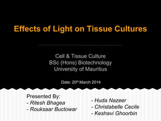Effects of Light on Tissue Cultures
Cell & Tissue Culture
BSc (Hons) Biotechnology
University of Mauritius
Presented By:
- Ritesh Bhagea
- Rouksaar Buctowar
- Huda Nazeer
- Christabelle Cecile
- Keshavi Ghoorbin
Date: 20th March 2014
 