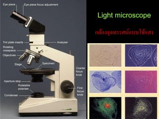 Light microscope

กล้องจุลทรรศน์แบบใช้แสง
 
