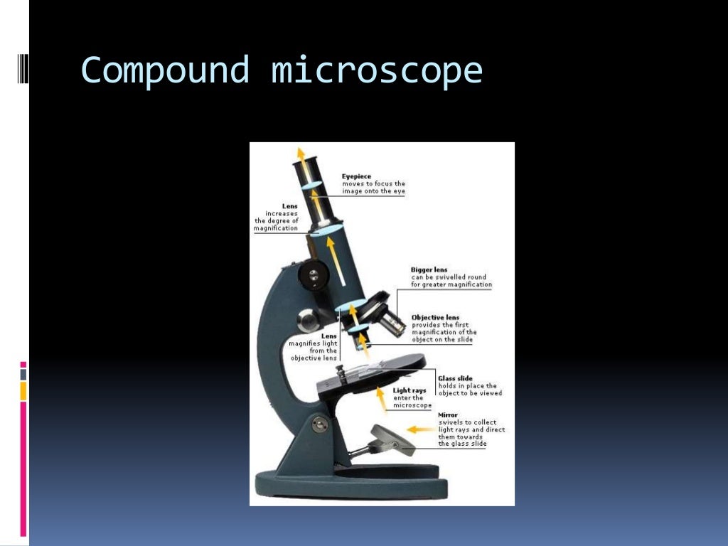 Light microscope