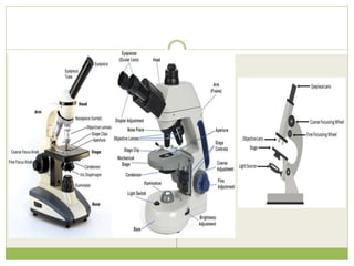 Light microscope | PPTX