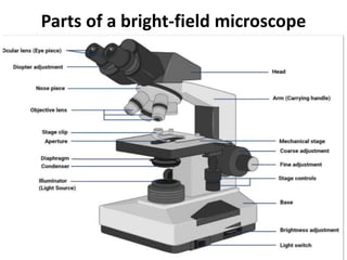 Parts of a bright-field microscope
 