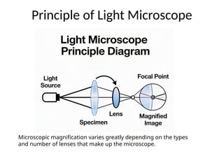 Light Microscopy Process Light_Microscopy_Animated_Diagram_Rich.pptx