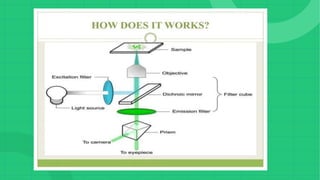 Light Microscopy Process light microscopy seminar.pptx
