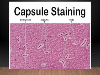 Light Microscopy Stains and staining.pptx