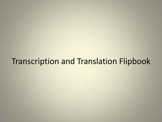 Transcription and Translation Flipbook
 