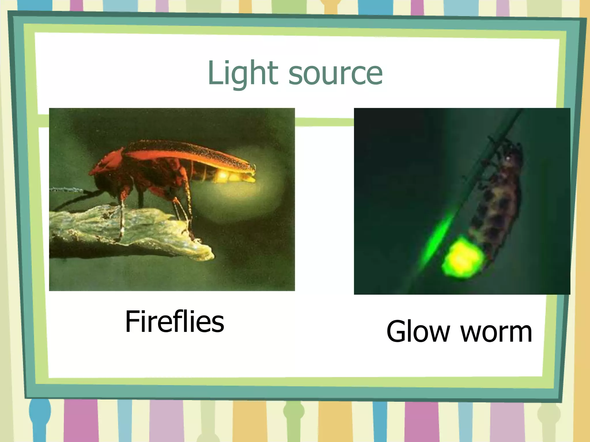 Light source




Fireflies             Glow worm
 