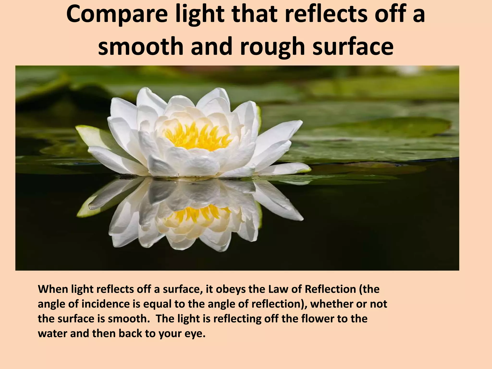 Compare light that reflects off a
smooth and rough surface
When light reflects off a surface, it obeys the Law of Reflection (the
angle of incidence is equal to the angle of reflection), whether or not
the surface is smooth. The light is reflecting off the flower to the
water and then back to your eye.
 