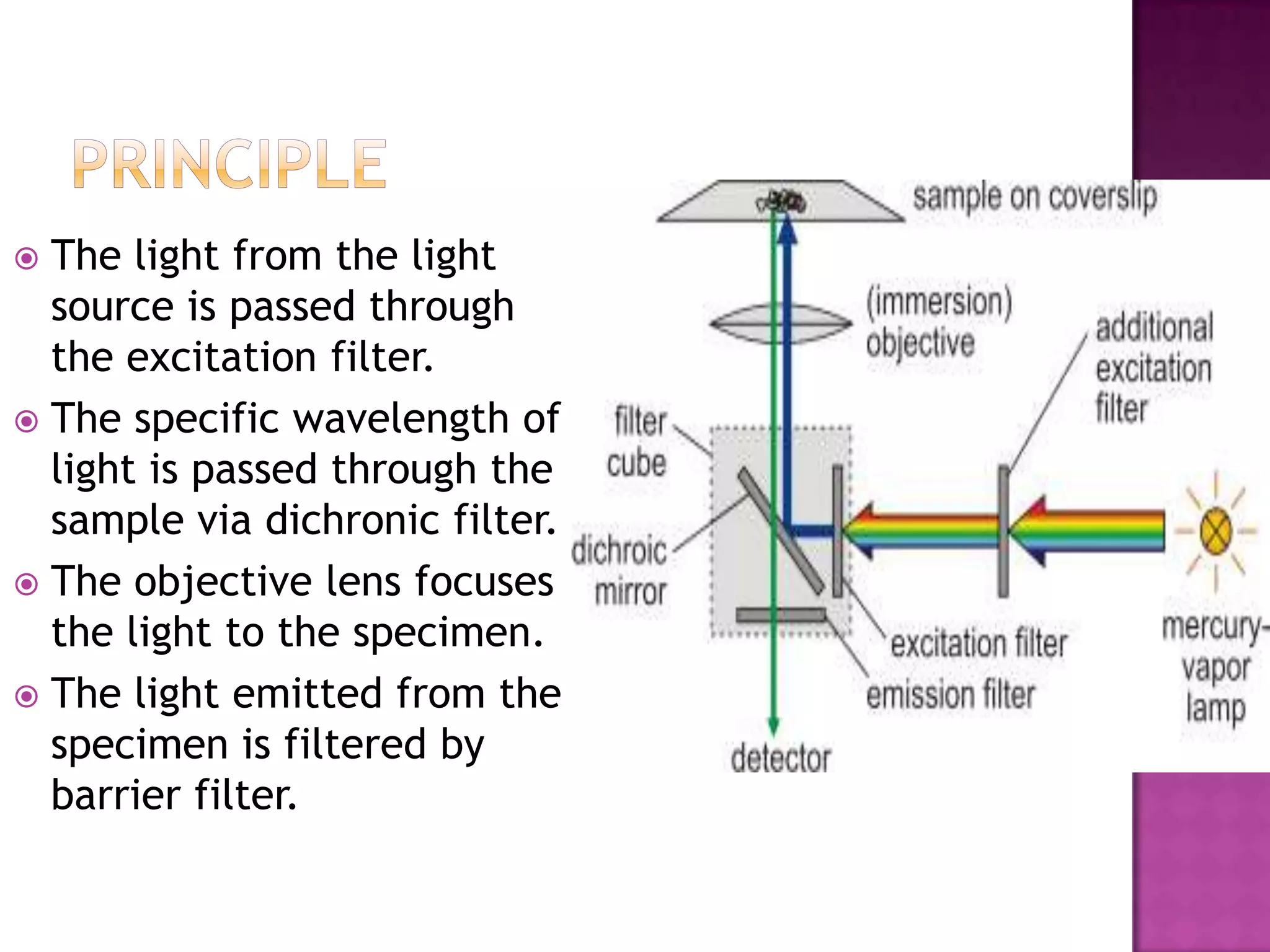 The light from the light
source is passed through
the excitation filter.
 The specific wavelength of
light is passed through the
sample via dichronic filter.
 The objective lens focuses
the light to the specimen.
 The light emitted from the
specimen is filtered by
barrier filter.


 