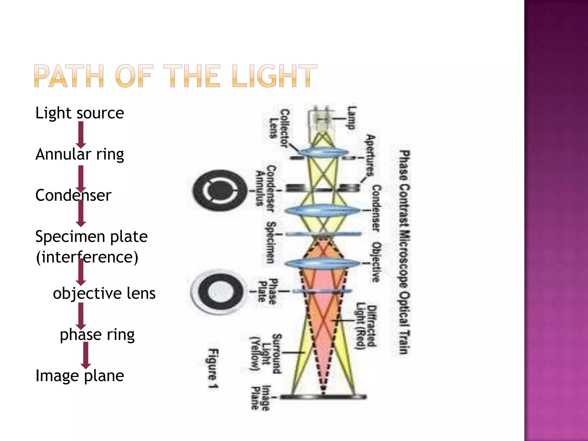 Light source
Annular ring
Condenser
Specimen plate
(interference)
objective lens

phase ring
Image plane

 