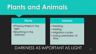 Plants and Animals
DARKNESS AS IMPORTANT AS LIGHT
Plants
•Photosynthesis in the
light.
•Breathing in the
darkness
Animals
•Feeding
•Mating
•Migration cycles
•Losing orientation of
time
20
 