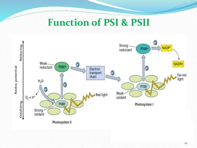 light reactions and plant pigments light reactions and plant pigments