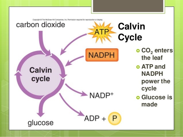 the calvin cycle Abstract aquatic photosynthesis is responsible for about half of the global production and is undertaken by a huge phylogenetic diversity of. the calvin cycle Abstract aquatic photosynthesis is responsible for about half of the global production and is undertaken by a huge phylogenetic diversity of.