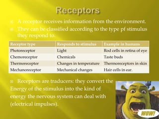  A receptor receives information from the environment.
 They can be classified according to the type pf stimulus
they respond to.
 Receptors are traducers: they convert the
Energy of the stimulus into the kind of
energy the nervous system can deal with
(electrical impulses).
Receptor type Responds to stimulus Example in humans
Photoreceptor Light Rod cells in retina of eye
Chemoreceptor Chemicals Taste buds
Thermoreceptor Changes in temperature Thermoreceptors in skin
Mechanoreceptor Mechanical changes Hair cells in ear.
 