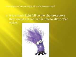  If too much light fell on the photoreceptors
they would not recover in time to allow clear
vision.
What happens if too much light fell on the photoreceptors?
 