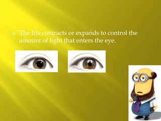  The Iris contracts or expands to control the
amount of light that enters the eye.
 