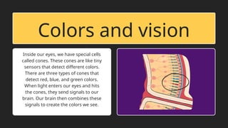 Colors and vision
Inside our eyes, we have special cells
called cones. These cones are like tiny
sensors that detect different colors.
There are three types of cones that
detect red, blue, and green colors.
When light enters our eyes and hits
the cones, they send signals to our
brain. Our brain then combines these
signals to create the colors we see.
 